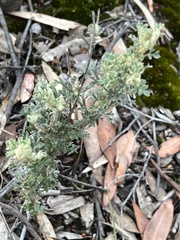 Actinotus helianthi
