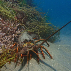 Panulirus interruptus