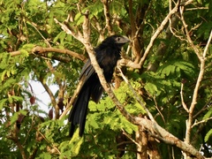 Crotophaga sulcirostris