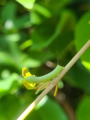 Eumorpha pandorus