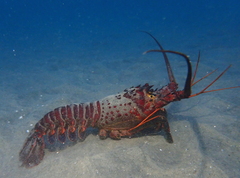 Panulirus interruptus