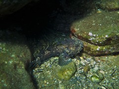 Batrachomoeus dubius