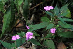 Impatiens
