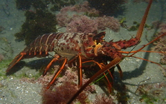 Panulirus interruptus