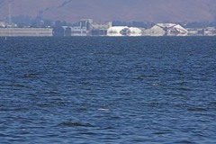 Acipenser transmontanus