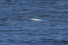 Acipenser transmontanus