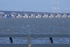 Acipenser transmontanus