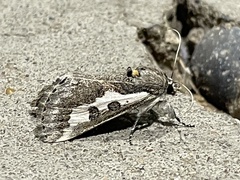Euscirrhopterus gloveri