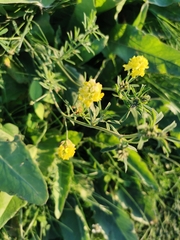 Medicago falcata