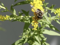 Eristalis dimidiata