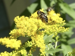 Eristalis dimidiata