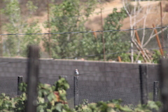 Chondestes grammacus