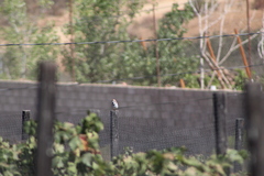 Chondestes grammacus