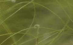 Ostracoda