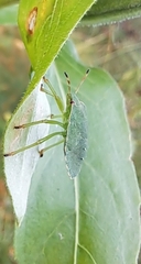 Palomena prasina