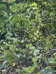 Mussaenda parviflora