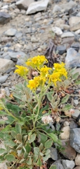 Eriogonum umbellatum