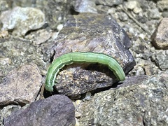 Trichoplusia ni