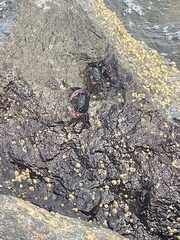 Pachygrapsus crassipes