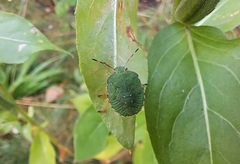 Palomena prasina