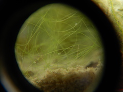 Ostracoda