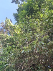 Mussaenda parviflora