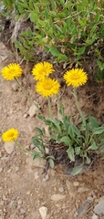 Erigeron aureus