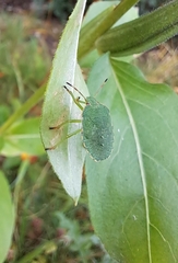 Palomena prasina