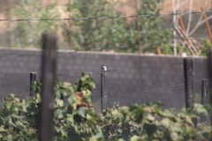 Chondestes grammacus