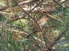 Emberiza rustica