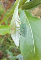 Palomena prasina
