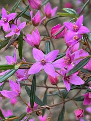 Boronia ledifolia