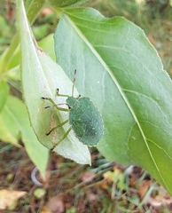 Palomena prasina
