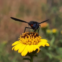 Cyananthrax cyanopterus