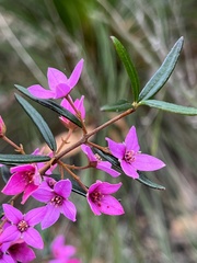 Boronia ledifolia