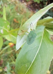 Palomena prasina