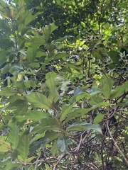 Mussaenda parviflora