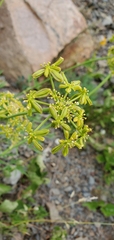 Lomatium brandegeei