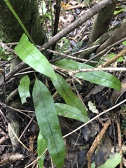 Microsorum pustulatum