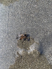 Insecta