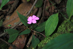 Impatiens
