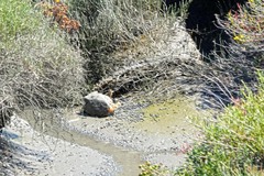 Acipenser transmontanus