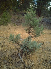 Juniperus occidentalis