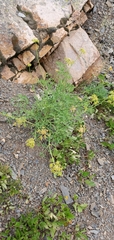 Lomatium brandegeei