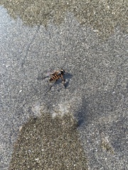 Insecta