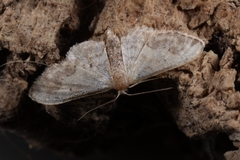 Idaea efflorata