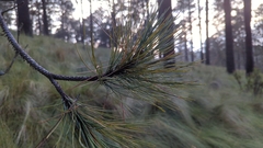 Pinus hartwegii