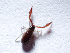 Pseudoscorpiones