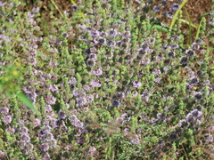 Mentha pulegium