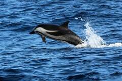 Stenella coeruleoalba